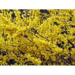 Vårguld 'Lynwood' Forsythia Intermedia 'Lynwood' 5 Liter Potte -Sirius Butik mi975 forsythia intermedia lynwood 9e06