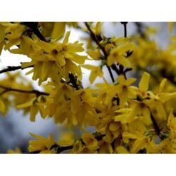 Vårguld 'Lynwood' Forsythia Intermedia 'Lynwood' 5 Liter Potte -Sirius Butik mi975 forsythia intermedia lynwood cbd0