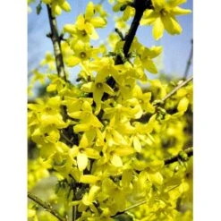 Vårguld 'Lynwood' Forsythia Intermedia 'Lynwood' 5 Liter Potte -Sirius Butik mi975 forsythia intermedia lynwood d1de