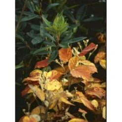 Troldel Fothergilla Major Potte 2 Liter. -Sirius Butik mi976 fothergilla major d442