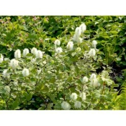 Troldel Fothergilla Major Potte 2 Liter.