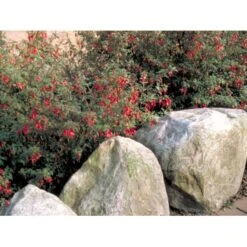 Fuchsia 'Karen' Fuchsia Magellanica 'Karen' 3,5 Liter Potte -Sirius Butik mi998 fuchsia magellanica karen 380c