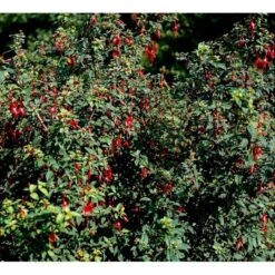 Fuchsia 'Karen' Fuchsia Magellanica 'Karen' 3,5 Liter Potte -Sirius Butik mi998 fuchsia magellanica karen ebbd