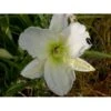 Daglilje 'Gentle Shepherd' Hemerocallis H. 'Gentle Shepherd' 2 Liter Potte
