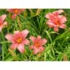 Daglilje 'Pink Damask' Hemerocallis 'Pink Damask' Potte 2 Liter.