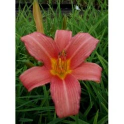 Daglilje 'Pink Damask' Hemerocallis 'Pink Damask' Potte 2 Liter. -Sirius Butik p1025 40734 hemerocallis pink damask 96d2