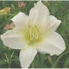 Daglilje 'Serena Madonna' Hemerocallis 'Serena Madonna' Potte 2 Liter.