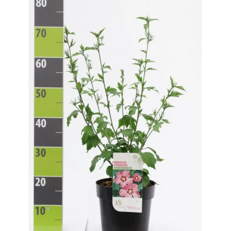 Syrisk Rose 'Woodbridge' Hibiscus Syriacus 'Woodbridge' Potte 4,0 Liter,- 50-60 Cm. 1 Syrisk Rose 'Woodbridge' Hibiscus Syriacus 'Woodbridge' Potte 4,0 Liter,- 50-60 Cm.