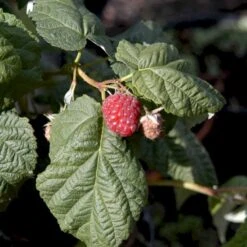 Efterårs Hindbær 'Autumn Bliss'® Rubus Idaeus 'Autumn Bliss'® Barrods,- 8-10 Mm. Rodhals. -Sirius Butik p1048 48837 rubus idaeus autumn bliss d57e