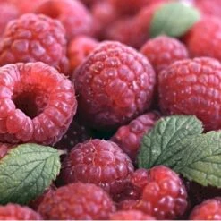 Efterårs Hindbær 'Autumn Bliss'® Rubus Idaeus 'Autumn Bliss'® Barrods,- 8-10 Mm. Rodhals. -Sirius Butik p1048 48838 rubus idaeus autumn bliss 09ae