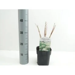 Træagtig Hortensia 'Annabelle' Hydrangea Arborescens 'Annabelle' Potte 2,0 Liter,- 30-40 Cm.