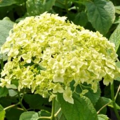 Træagtig Hortensia 'Annabelle' Hydrangea Arborescens 'Annabelle' Potte 2,0 Liter,- 30-40 Cm. -Sirius Butik p1092 47353 hydrangea arborescens annabelle 31d0