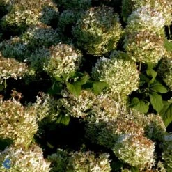 Træagtig Hortensia 'Annabelle' Hydrangea Arborescens 'Annabelle' Potte 2,0 Liter,- 30-40 Cm. -Sirius Butik p1092 47354 hydrangea arborescens annabelle db42