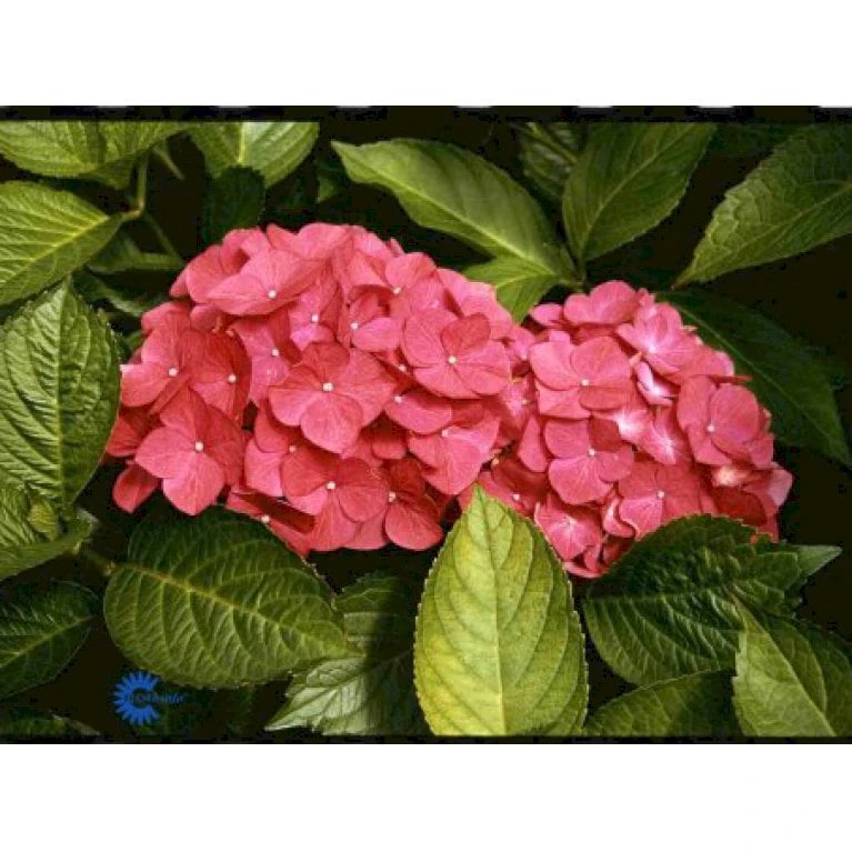 Hortensia 'Alpenglühen' Hydrangea Macrophylla 'Alpenglühen' 3,5 Liter Potte 1 Hortensia 'Alpenglühen' Hydrangea Macrophylla 'Alpenglühen' 3,5 Liter Potte