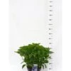 Hortensia 'Bodensee' Hydrangea Macrophylla 'Bodensee' Potte 10 Liter,- 40-50 Cm.