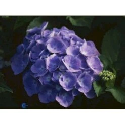 Sirius Butik 18 Sirius Butik -Sirius Butik p1096 884 hydrangea macrophylla bodensee 1ffa