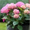 Hortensia 'Bouquet Rose' Hydrangea Macrophylla 'Bouquet Rose' 3,5 Liter Potte