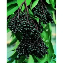 Storfrugtet Hyldebær 'Korsør' Sambucus Nigra 'Korsør' 5 Liter Potte