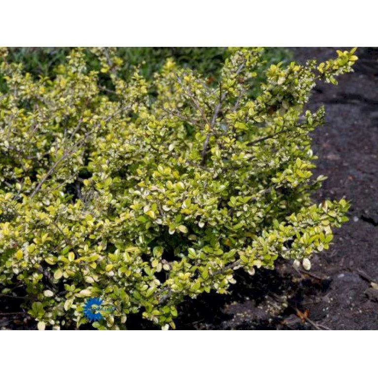 Dværgkristtorn 'Golden Gem' Ilex Crenata 'Golden Gem' Potte 2,0 Liter,- 25-30 Cm. 1 Dværgkristtorn 'Golden Gem' Ilex Crenata 'Golden Gem' Potte 2,0 Liter,- 25-30 Cm.