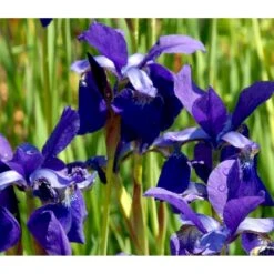 Sibirisk Iris 'Caesar's Brother' Iris Sibirica 'Caesar's Brother' 1 Liter Potte