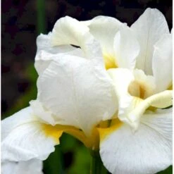 Sibirisk Iris 'Snow Queen' Iris Sibirica 'Snow Queen' 1 Liter Potte -Sirius Butik p1161 37967 iris sibirica snow queen 009d