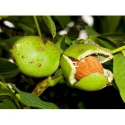 Almindelig Valnød Juglans Regia Heister 200-250 Cm. Med Potte -Sirius Butik p1165 8159 juglans regia 144b