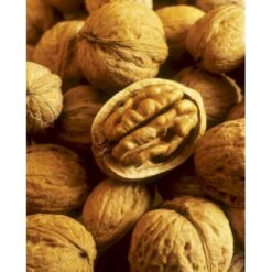 Almindelig Valnød Juglans Regia Heister 200-250 Cm. Med Potte -Sirius Butik p1165 8160 juglans regia 734d