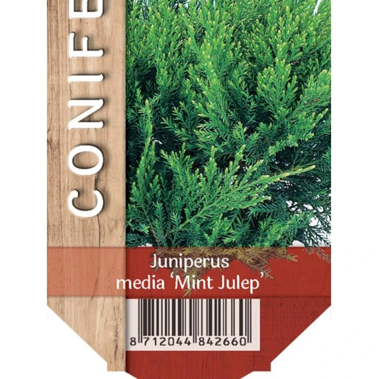 Kinesisk Enebær 'Mint Julep' Juniperus Chinensis 'Mint Julep' Potte 2,0 Liter,- 20-25 Cm. 1 Kinesisk Enebær 'Mint Julep' Juniperus Chinensis 'Mint Julep' Potte 2,0 Liter,- 20-25 Cm.
