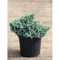 Lavtvoksende Blå Enebær 'Blue Star' Juniperus Squamata 'Blue Star' Potte 5,0 Liter,- 25-30 Cm.