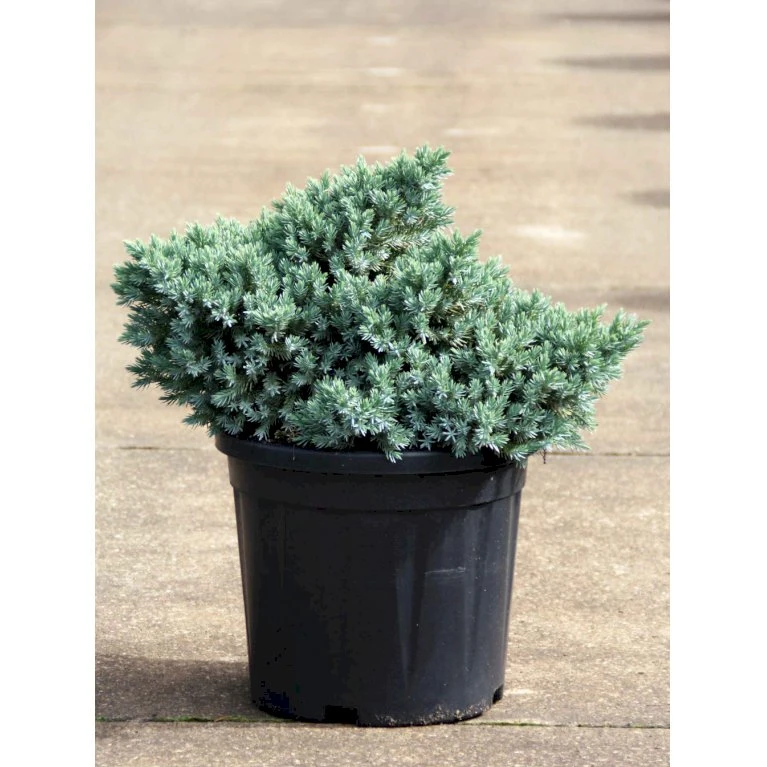 Lavtvoksende Blå Enebær 'Blue Star' Juniperus Squamata 'Blue Star' Potte 5,0 Liter,- 25-30 Cm. 3 Lavtvoksende Blå Enebær 'Blue Star' Juniperus Squamata 'Blue Star' Potte 5,0 Liter,- 25-30 Cm. - Billede 3