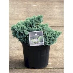 Lavtvoksende Blå Enebær 'Blue Star' Juniperus Squamata 'Blue Star' Potte 5,0 Liter,- 25-30 Cm. 11 Lavtvoksende Blå Enebær 'Blue Star' Juniperus Squamata 'Blue Star' Potte 5,0 Liter,- 25-30 Cm. -Sirius Butik p1183 11153 juniperus squamata blue star 482f