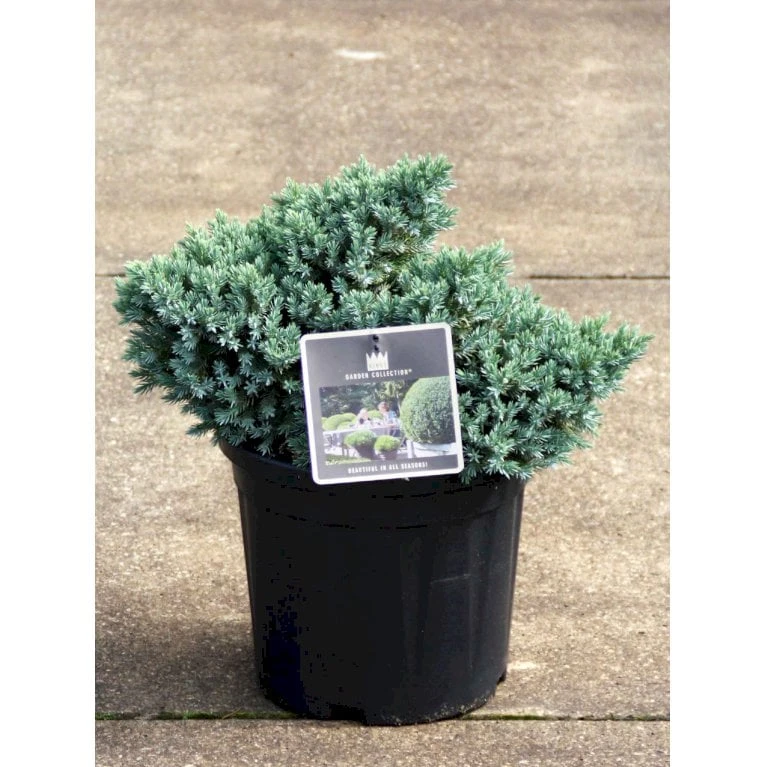 Lavtvoksende Blå Enebær 'Blue Star' Juniperus Squamata 'Blue Star' Potte 5,0 Liter,- 25-30 Cm. 4 Lavtvoksende Blå Enebær 'Blue Star' Juniperus Squamata 'Blue Star' Potte 5,0 Liter,- 25-30 Cm. - Billede 4