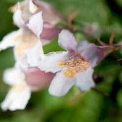 Dronningebusk Kolkwitzia Amabilis 5 Liter Potte -Sirius Butik p1200 47371 kolkwitzia amabilis f83a