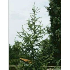 Japansk Lærk Larix Kaempferi Potte 7,5 Liter 175-200 Cm. -Sirius Butik p1209 973 larix kaempferi 87bf