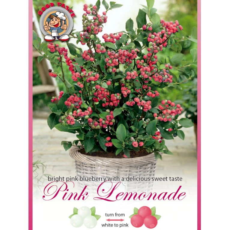 Lyserød Blåbær 'Pink Lemonade' Vaccinium Ashei 'Pink Lemonade' Potte 3,0 Liter,- Opbundet 1 Lyserød Blåbær 'Pink Lemonade' Vaccinium Ashei 'Pink Lemonade' Potte 3,0 Liter,- Opbundet