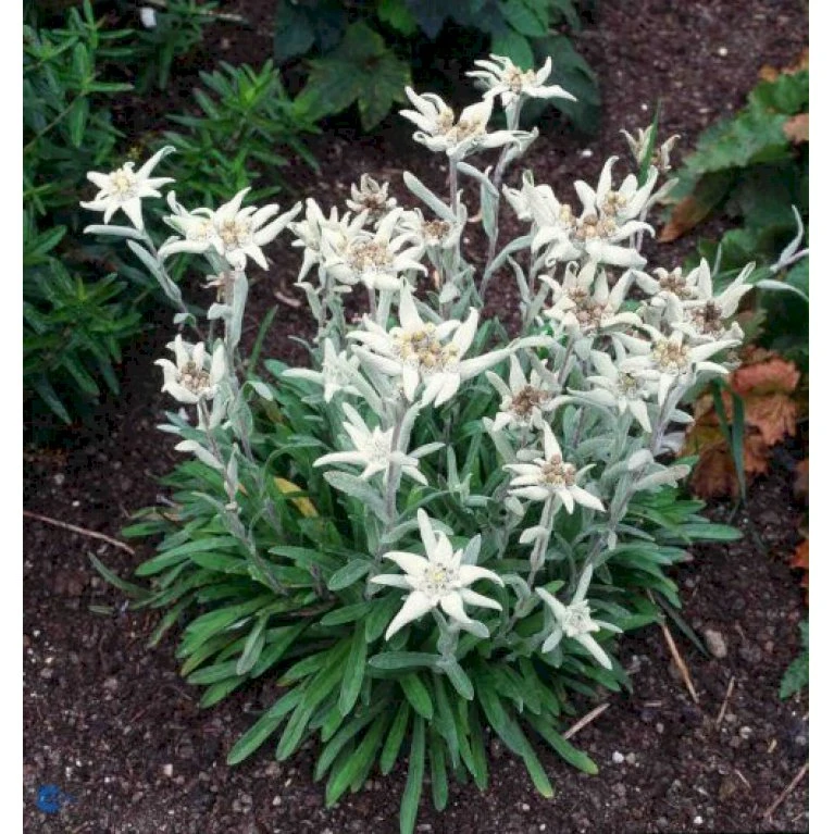 Edelweiss Leontopodium Alpinum 1 Liter Potte 1 Edelweiss Leontopodium Alpinum 1 Liter Potte