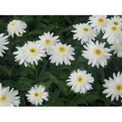 Kæmpemargerit 'Wirral Supreme' Leucanthemum Supberbum 'Wirral Supreme'' 1 Liter Potte