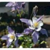 Langsporet Akeleje 'Blue Star' Aquilegia Caerulea 'Blue Star' 1 Liter Potte