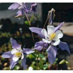 Langsporet Akeleje 'Blue Star' Aquilegia Caerulea 'Blue Star' 1 Liter Potte