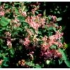 Tatarisk Gedeblad Lonicera Tatarica Solitær Busk 150-200 Cm. - Med Klump