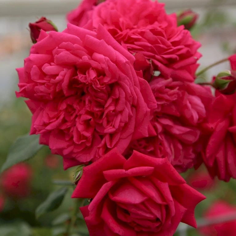 'Laguna'® Rosa X 'Laguna'® (Slyngrose) A-Kvalitet,- Barrods Roser Min. 3 Grene 3 'Laguna'® Rosa X 'Laguna'® (Slyngrose) A-Kvalitet,- Barrods Roser Min. 3 Grene - Billede 3