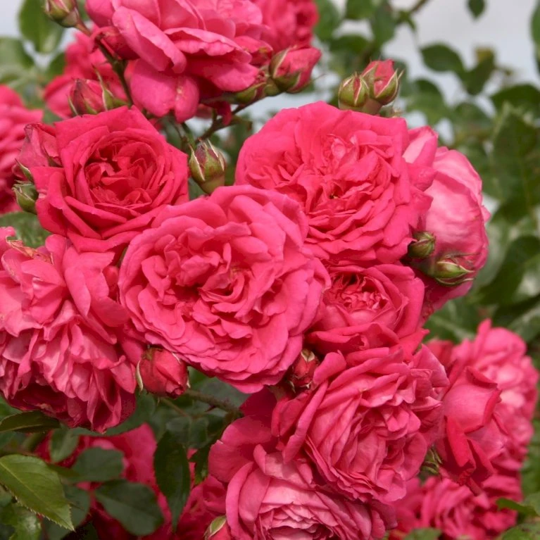 'Laguna'® Rosa X 'Laguna'® (Slyngrose) A-Kvalitet,- Barrods Roser Min. 3 Grene 4 'Laguna'® Rosa X 'Laguna'® (Slyngrose) A-Kvalitet,- Barrods Roser Min. 3 Grene - Billede 4