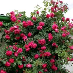 'Laguna'® Rosa X 'Laguna'® (Slyngrose) A-Kvalitet,- Barrods Roser Min. 3 Grene 9 'Laguna'® Rosa X 'Laguna'® (Slyngrose) A-Kvalitet,- Barrods Roser Min. 3 Grene -Sirius Butik p12743 53597 rosa x laguna slyngrose 0d36