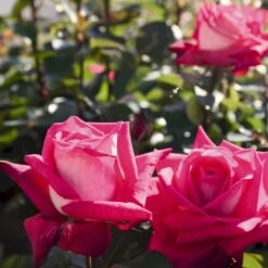 'Acapella'® Rosa X 'Acapella'® (Storblomstrende) A-Kvalitet,- Barrods Roser Min. 3 Grene -Sirius Butik p12750 54004 rosa x acapella storblomstrende 52de