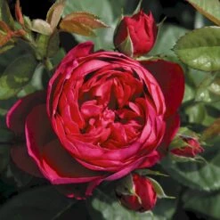'Ascot'® Rosa X 'Ascot'® (storblomstrende) A-Kvalitet,- Barrods Roser Min. 3 Grene -Sirius Butik p12751 53958 rosa x ascot storblomstrende 5386