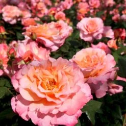 'Augusta Louise'® Rosa X 'Augusta Louise'® (Storblomstrende) A-Kvalitet,- Barrods Roser Min. 3 Grene -Sirius Butik p12752 53961 rosa x augusta louise storblomstrende 9a6b