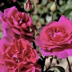 'Blackberry Nip' Rosa X 'Blackberry Nip' (Storblomstrende) A-Kvalitet,- Barrods Roser Min. 3 Grene