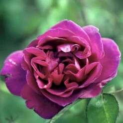 'Blackberry Nip' Rosa X 'Blackberry Nip' (Storblomstrende) A-Kvalitet,- Barrods Roser Min. 3 Grene -Sirius Butik p12753 51219 rosa x blackberry nip storblomstrende c2b2