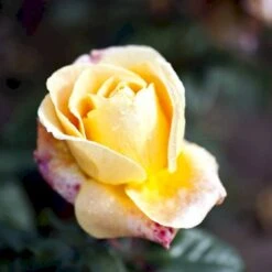 'Candlelight'® Rosa X 'Candlelight'® (Storblomstrende) A-Kvalitet,- Barrods Roser Min. 3 Grene