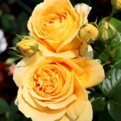 'Candlelight'® Rosa X 'Candlelight'® (Storblomstrende) A-Kvalitet,- Barrods Roser Min. 3 Grene -Sirius Butik p12754 53967 rosa x candlelight storblomstrende e650